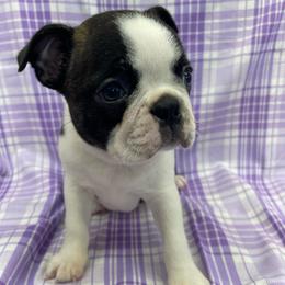 Piper - Black brindle and white female Boston Terrier puppy in Fillmore, Illinois from Wind Hill Puppies