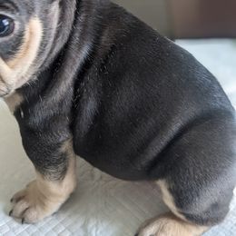 French Bulldog Puppies from Jgrfrenchies