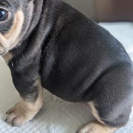 French Bulldog Puppies from Jgrfrenchies