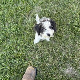 Aussiedoodle, Miniature Australian Shepherd, Poodle, and Toy Australian Shepherd Puppies from Mowry Creek Mini Aussiedoodles and More