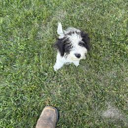Aussiedoodle, Miniature Australian Shepherd, Poodle, and Toy Australian Shepherd Puppies from Mowry Creek Mini Aussiedoodles and More