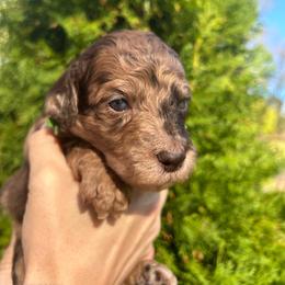 Green Boy - Merle male Goldendoodle puppy in Huntsville, Alabama from Winchester Doodles