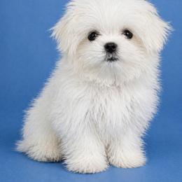 KOREAN DOLL FACE SNOWBALL TEACUP  2.3 pounds - White male Maltese puppy in Orlando, Florida from Denise’s Puppies
