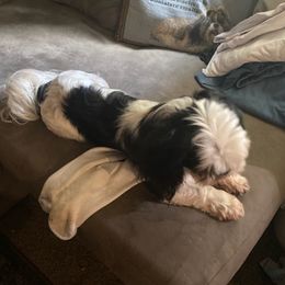 Shih Tzus from Gary's Shih Tzus