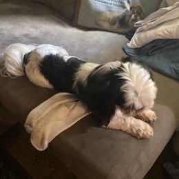 Shih Tzus from Gary's Shih Tzus