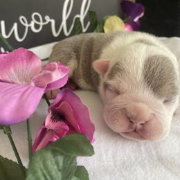 Bulldog Puppies from Calvin Kennelz