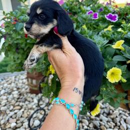 Blueberry PopTart - Black and cream male Dachshund puppy in Middleton, Idaho from Doodle Doxie