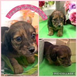 Tequila Sunrise - Red female Dachshund puppy in Elko, Nevada from Willow Creek Acres Dachshunds