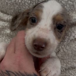 (608)370-3991 Boy 2 chocolate and cream piebald dapple - Dapple male Dachshund puppy in Wisconsin from Sabe and Shabe’s Doxies