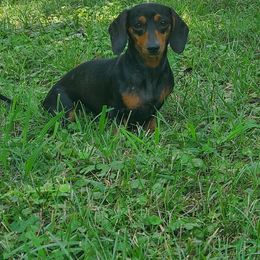 Ari - Dachshund