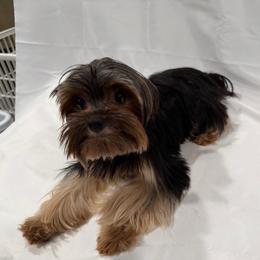 Jager - Yorkshire Terrier