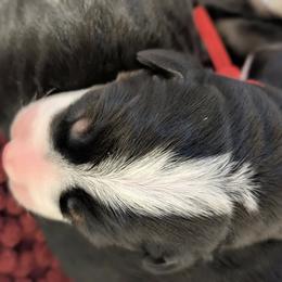 Red Female - Black, white and red female Greater Swiss Mountain Dog puppy in Hockessin, Delaware from Simply Swissies
