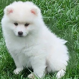Felix - White and biscuit male American Eskimo Dog puppy in Washington Township, Ohio from Turks Eskis