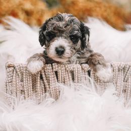 Orange Boy F1B Mini Goldendoodle - Merle male Goldendoodle puppy in Mckinney, Texas from Doodles of North Tx