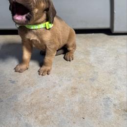 Girl 2 - Red female Bloodhound puppy in Tahlequah, Oklahoma from HNH Hounds