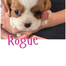 Rogue - Blenheim female Cavalier King Charles Spaniel puppy in Rockville, Maryland from Skais the Limit Cavaliers