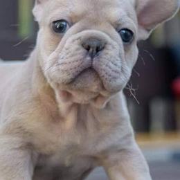 French Bulldogs from San Antonio Frenchies AKA Chingón Line Frenchies