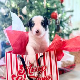 Fizz - Black and white male Border Collie puppy in Owenton, Kentucky from Three16 Ranch