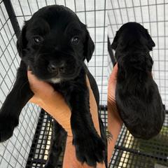Boy 1 - Black male English Cocker Spaniel puppy in Millen, Georgia from Pine Hill Kennels