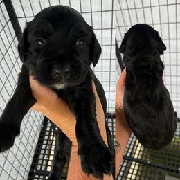 Boy 1 - Black male English Cocker Spaniel puppy in Millen, Georgia from Pine Hill Kennels