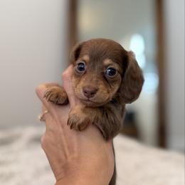 Bella - Chocolate and tan female Dachshund puppy in Lawrenceville, Georgia from Chivi Paws