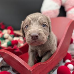 Dasher - male Long Haired Weimaraner puppy in Evart, Michigan from Drehbar Weimaraners