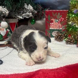 Mickey - Blue male Border Collie puppy in Chattanooga, Tennessee from Ross Vegas Kennels