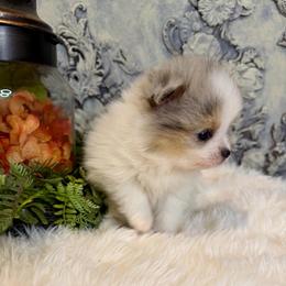Pearl - Blue merle female Pomeranian puppy in California from T & D Dream Poms