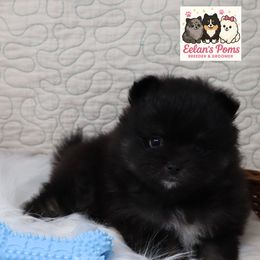 Berry - Tri-colored male Pomeranian puppy in Concord, California from Eelan’s Poms