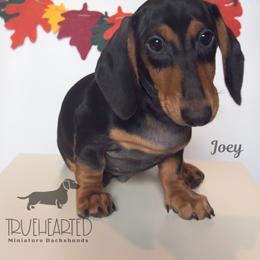 Joey - Black and tan male Dachshund puppy in Royse City, Texas from Truehearted Miniature Dachshunds