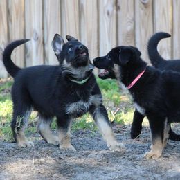 German Shepherd Puppies from Neuanfang German Shepherd Dogs