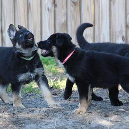 German Shepherd Puppies from Neuanfang German Shepherd Dogs