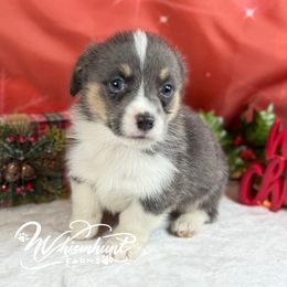 Bobby Blue - Blue male Pembroke Welsh Corgi puppy in Nashville, Arkansas from Whisenhunt Farms