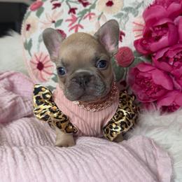 Lilac Fawn girl - Blue fawn female French Bulldog puppy in Piedmont, Oklahoma from 5A Frenchies