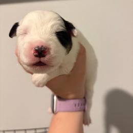 Echo - Black tri male Miniature Australian Shepherd puppy in Weatherford, Texas from F & T Aussies