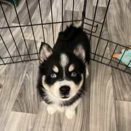 Pomsky Puppies from Lunar Pomskies