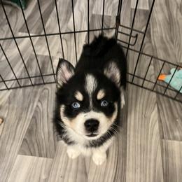 Pomsky Puppies from Lunar Pomskies
