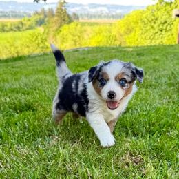Girl 4: Blue Merle - Blue merle female Australian Shepherd puppy in St. Paul, Oregon from Raybell Ridge Farm
