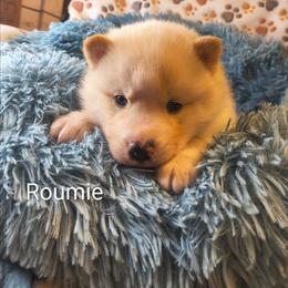 Roumie - White female Pomsky puppy in Blackfoot, Idaho from Snake River Pomskys