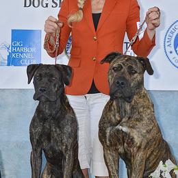 Boerboels from Romboel Farm Dogs