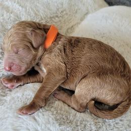 Oreo (Orange Collar) - Apricot male Goldendoodle puppy in Lincoln, California from Lincoln Goldendoodles