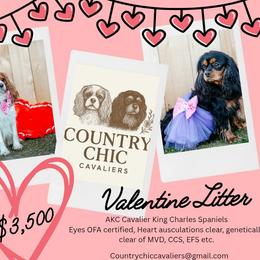 Cavalier King Charles Spaniel puppies from Country Chic Cavaliers