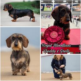 Dachshund puppies from Royal Bloodline Canines