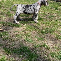 Great Dane Puppies from Starlight Danes