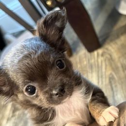Baby P - Blue and white female Chihuahua puppy in Summerfield, Florida from Uey’s Chihuahuas