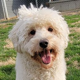 Oscar - Goldendoodle