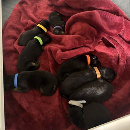 German Shepherd Puppies from Von Arc German Shepherds