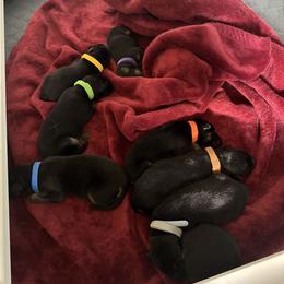 German Shepherd Puppies from Von Arc German Shepherds