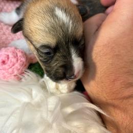 Girl 3 - Black and tan female Pembroke Welsh Corgi puppy in Mountain View, Hawaii from Celtic Corgis