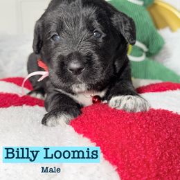 Billy - Black male Labradoodle puppy in Beecher, Illinois from Erica’s Doodles
